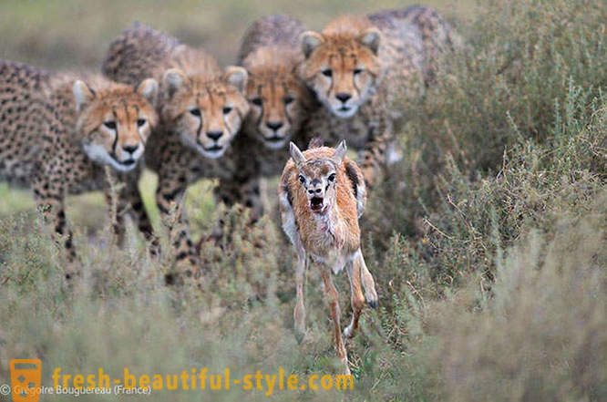 Castigatorii concursului 2012 poze animale sălbatice