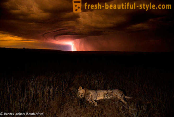 Castigatorii concursului 2012 poze animale sălbatice