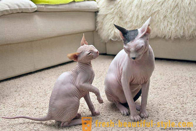 Pisici fără păr