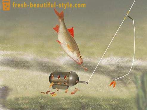 Roach - pește din familia de crap. Descriere și fotografie. Cum de a prinde babușcă?