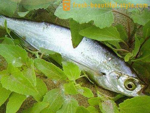 În cazul în care peștele sabrefish de obicei? Cum de a găti sabrefish pește?