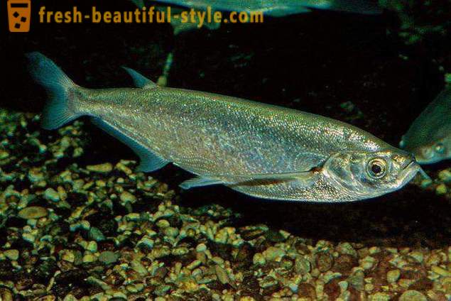 În cazul în care peștele sabrefish de obicei? Cum de a găti sabrefish pește?