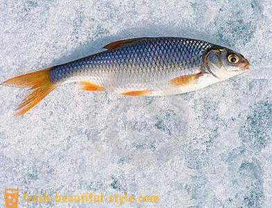 Pescuit Roach în timpul iernii. Momeală pentru prinderea Roach de iarnă