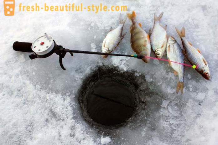 Pescuit Roach în timpul iernii. Momeală pentru prinderea Roach de iarnă