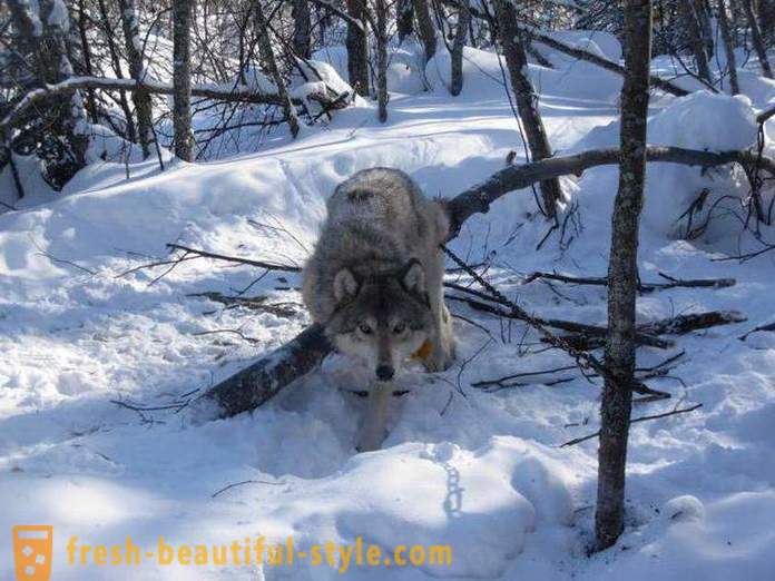 Vânătoare de lupi. Metode de lupi de vânătoare