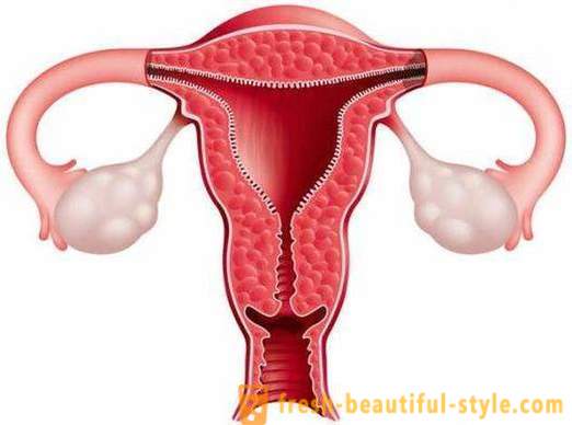 Cum de a crește endometru